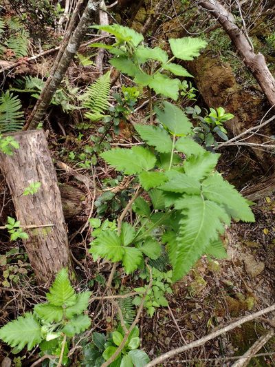 Rubus hawaiensis, photographed by Kevin Faccenda
