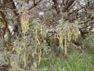Sophora chrysophylla, photographed by Kevin Faccenda