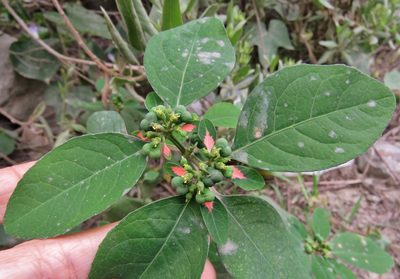 Euphorbia elliptica, photographed by Annika Lindqvist