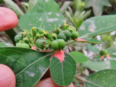 Euphorbia elliptica, photographed by Annika Lindqvist