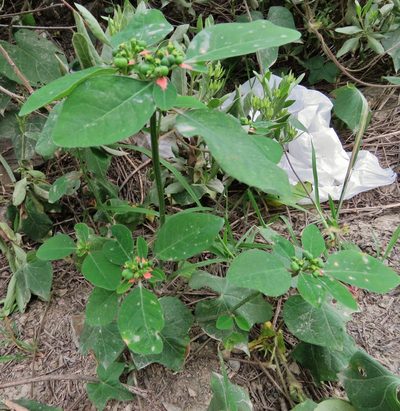 Euphorbia elliptica, photographed by Annika Lindqvist