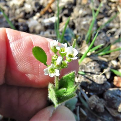 Tomostima platycarpa