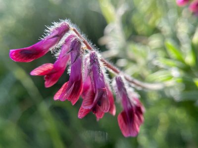 Vicia benghalensis, photographed by Dutza K.