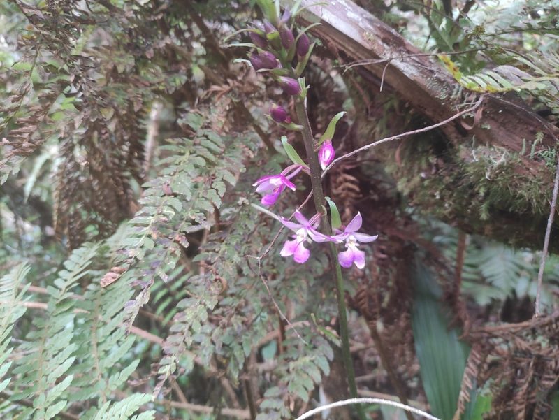 Calanthe sylvatica, photographed by Augustin Soulard