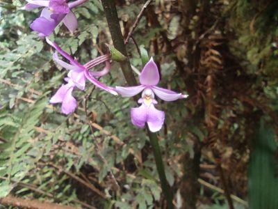 Calanthe sylvatica, photographed by Augustin Soulard