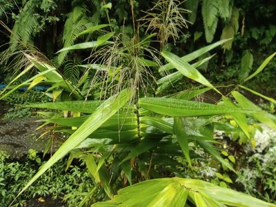 Thysanolaena latifolia, photographed by Augustin Soulard