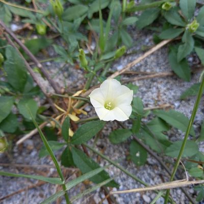 Distimake quinquefolius, photographed by David Umanzor