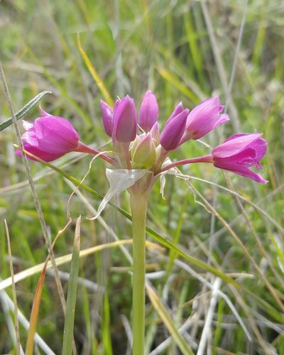 Allium crispum, photographed by Casey H. Richart
