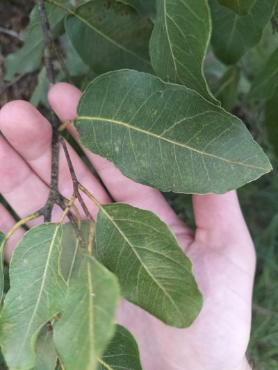 Corymbia torelliana, photographed by Matthew Borella