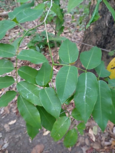 Afzelia xylocarpa, photographed by Utain Pummarin
