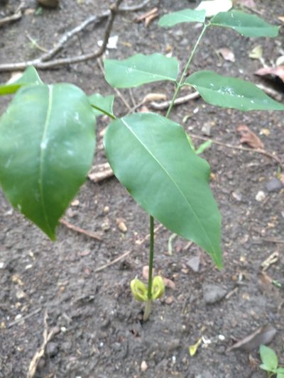 Afzelia xylocarpa, photographed by Utain Pummarin