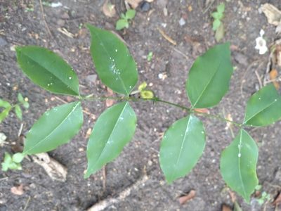 Afzelia xylocarpa, photographed by Utain Pummarin