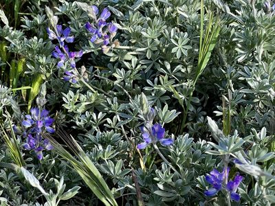 Lupinus chamissonis, photographed by Chuck Wilson