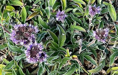Phacelia californica, photographed by Chuck Wilson