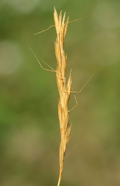 Ventenata macra, photographed by Anton Popovich