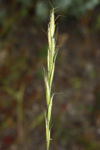 Ventenata macra, photographed by Anton Popovich