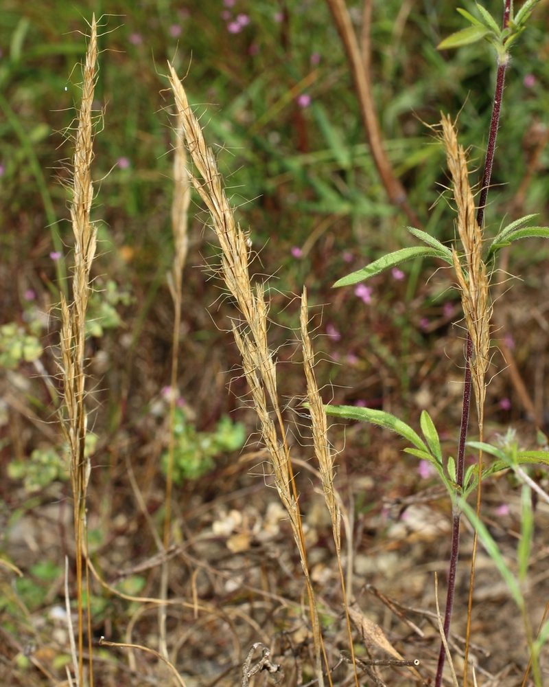 Ventenata macra, photographed by Anton Popovich