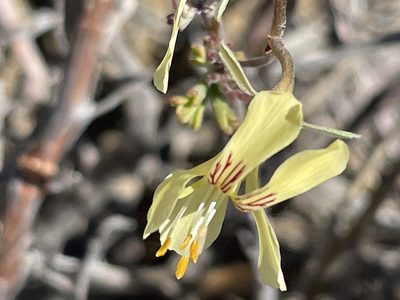 Pelargonium karooicum, photographed by Sean Privett