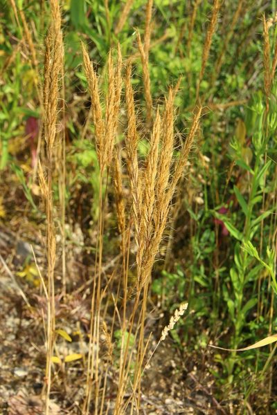 Ventenata macra, photographed by Anton Popovich