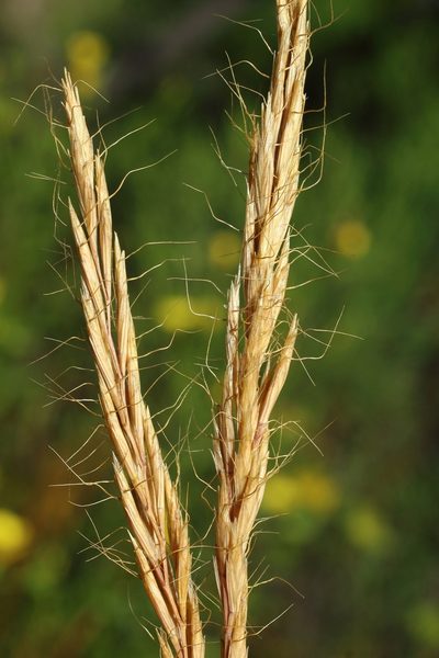 Ventenata macra, photographed by Anton Popovich