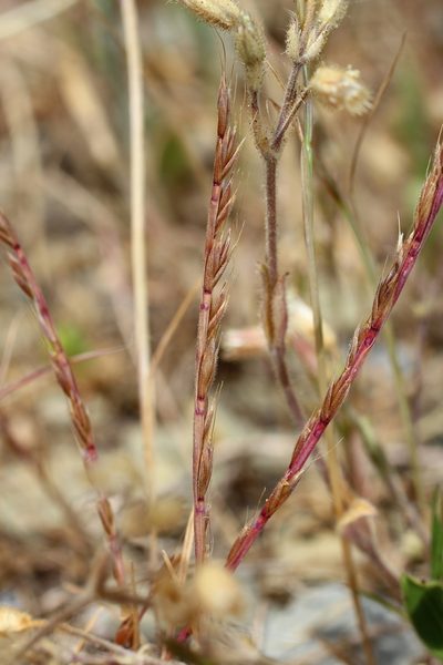 Festuca maritima, photographed by Anton Popovich