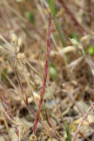 Festuca maritima, photographed by Anton Popovich