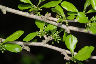 Ilex decidua, photographed by Michelle W. （鍾偉瑋）