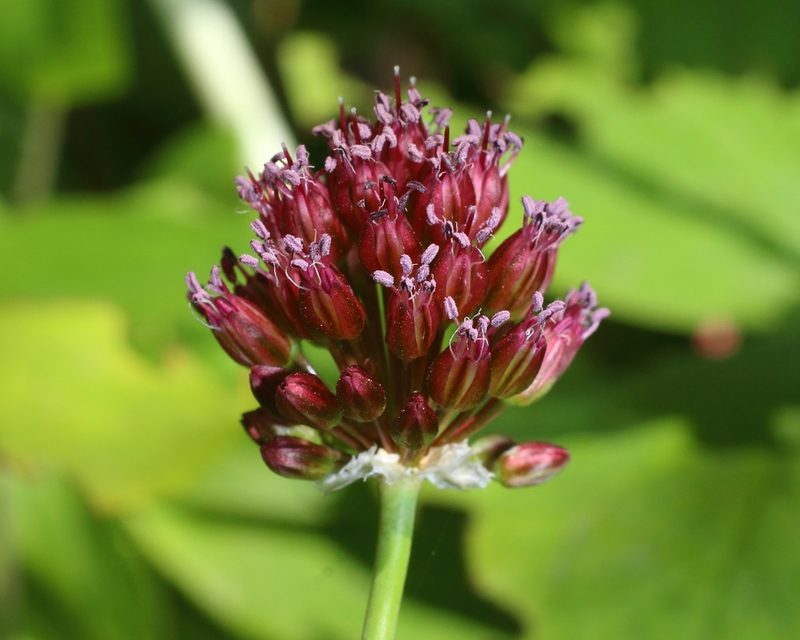 Allium regelianum, photographed by Anton Popovich
