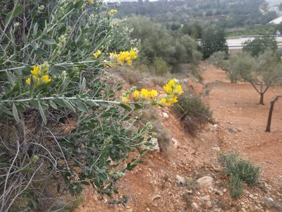 Anthyllis cytisoides, photographed by Tim Johnson