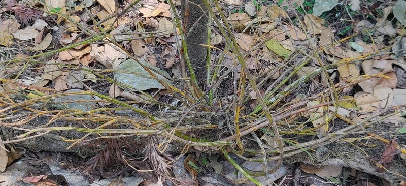 Dendrobium herbaceum, photographed by T R Shankar Raman