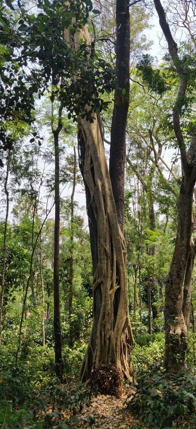 Ficus amplissima, photographed by T R Shankar Raman