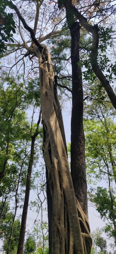 Ficus amplissima, photographed by T R Shankar Raman