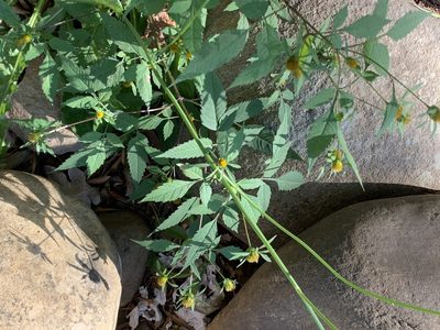 Bidens frondosa, photographed by Dave Richardson