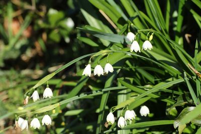 Leucojum aestivum, photographed by Jerry Lanfear