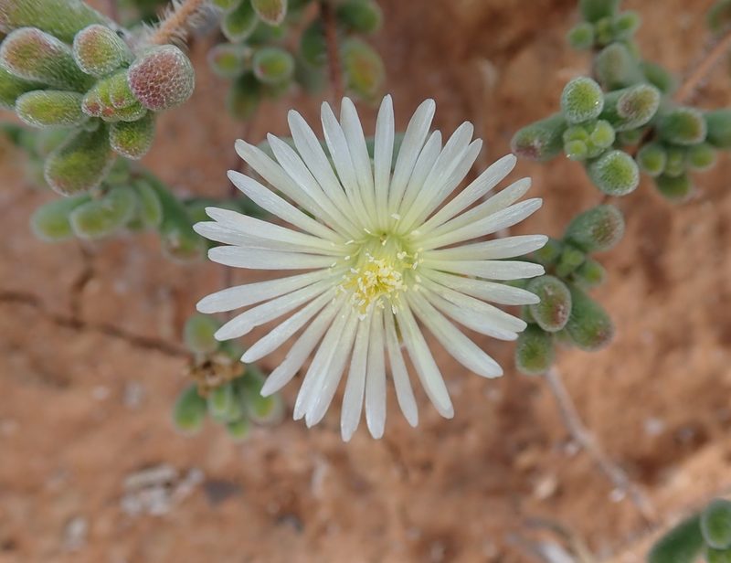 Drosanthemum schoenlandianum, photographed by Peter Warren