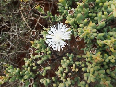 Mesembryanthemum brevicarpum, photographed by Peter Warren