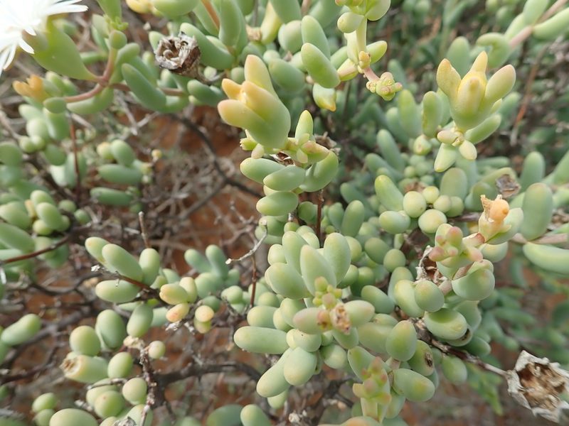 Mesembryanthemum brevicarpum, photographed by Peter Warren