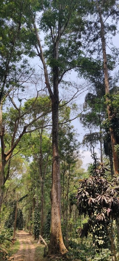 Acrocarpus fraxinifolius, photographed by T R Shankar Raman