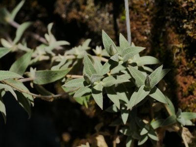 Stellaria vestita, photographed by Jacy Chen