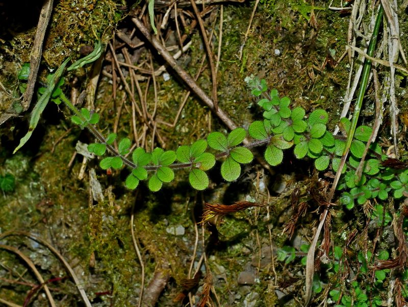 Trichogalium formosense, photographed by Jacy Chen