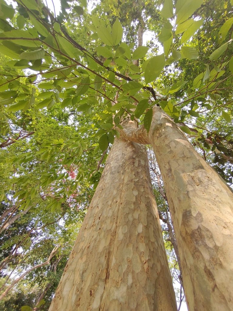 Lagerstroemia calyculata, photographed by Utain Pummarin