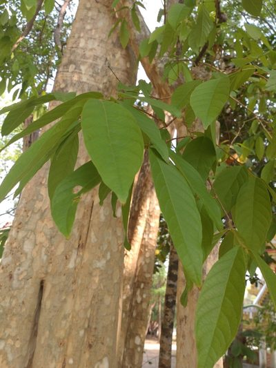 Lagerstroemia calyculata, photographed by Utain Pummarin