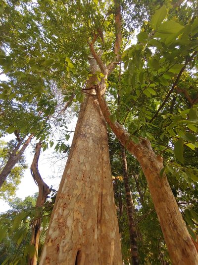 Lagerstroemia calyculata, photographed by Utain Pummarin