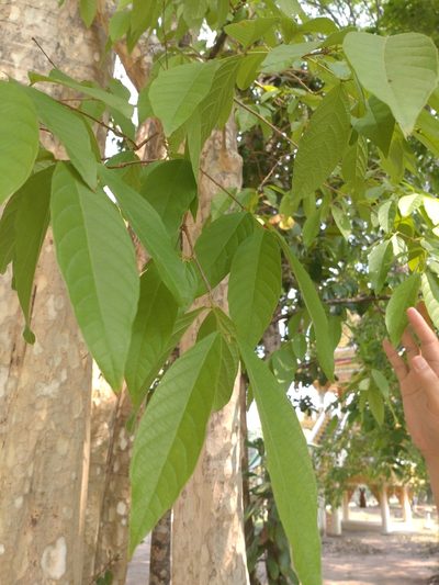 Lagerstroemia calyculata, photographed by Utain Pummarin