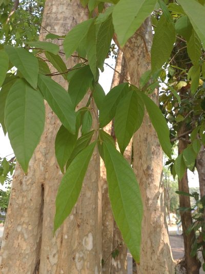 Lagerstroemia calyculata, photographed by Utain Pummarin