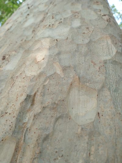 Lagerstroemia calyculata, photographed by Utain Pummarin