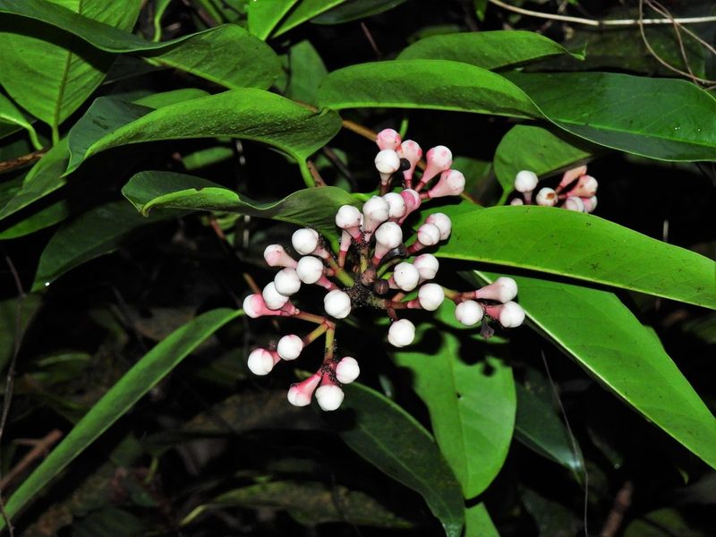 Syzygium pycnanthum, photographed by Samuel Lee