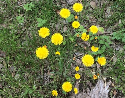 Crepis vesicaria, photographed by dbmhartley