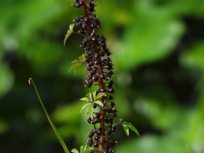 Nepenthes gracilis, photographed by Samuel Lee