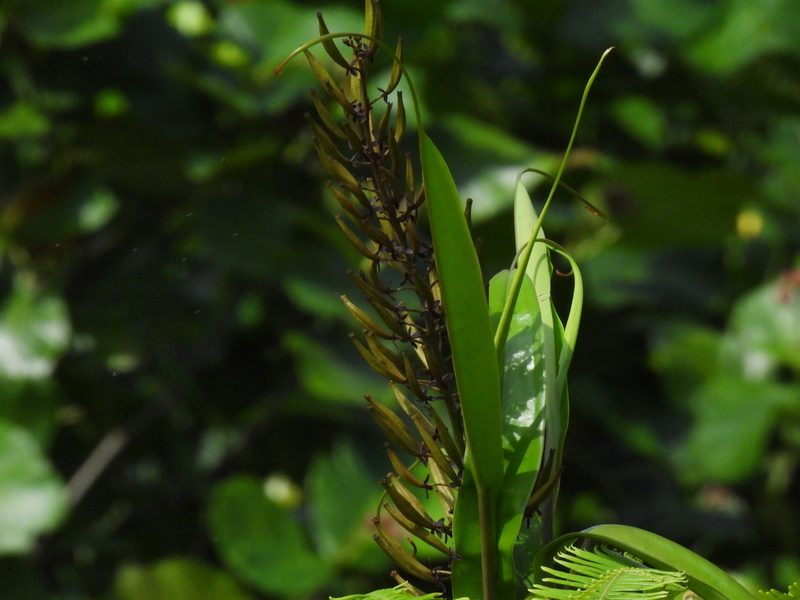 Nepenthes gracilis, photographed by Samuel Lee